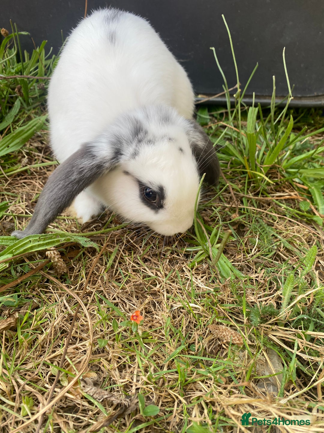 Mini Lop rabbits for sale: Marshmallow  - Image 4