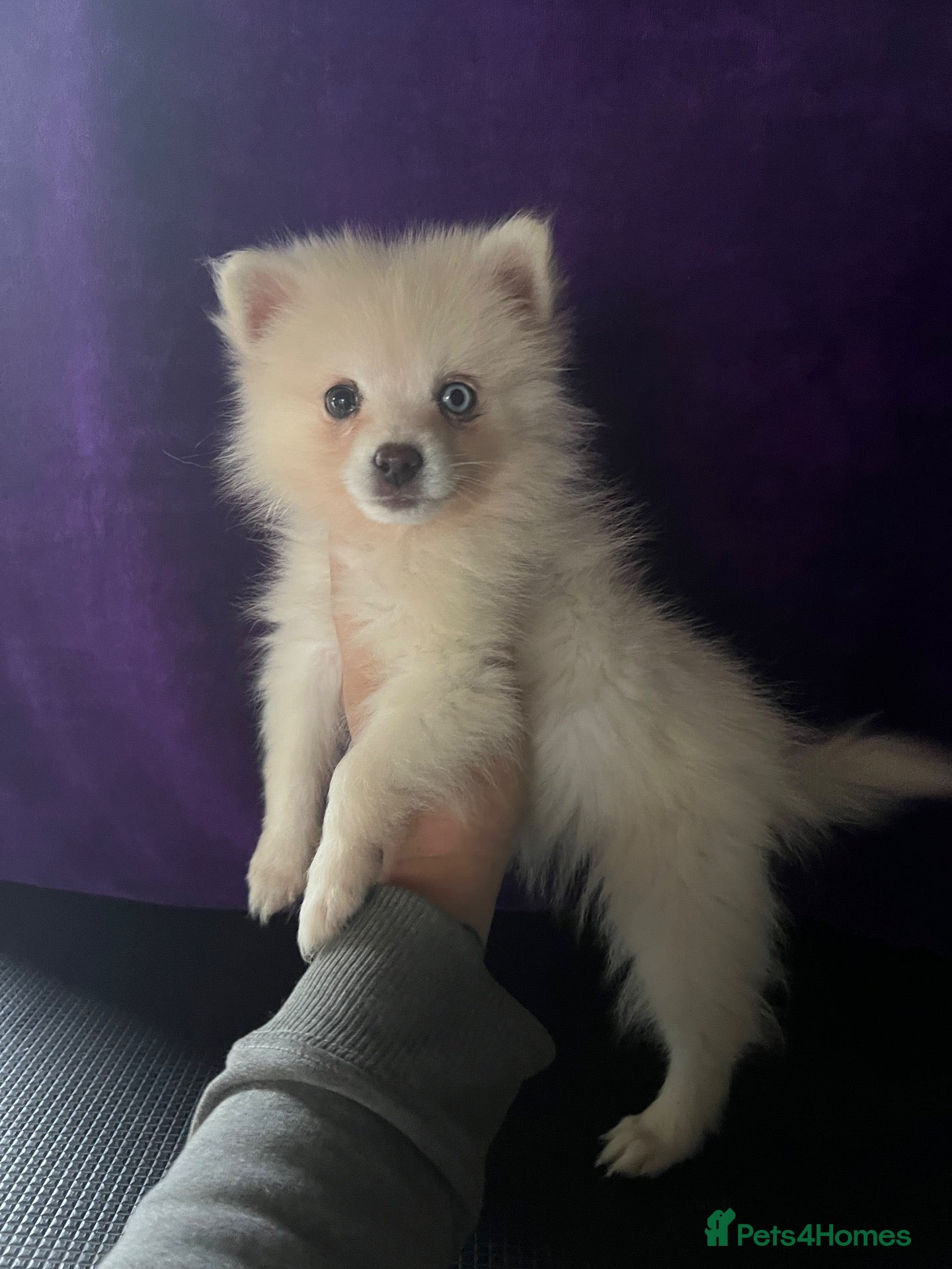Pomsky dogs Pomsky Puppies  - Advert 3
