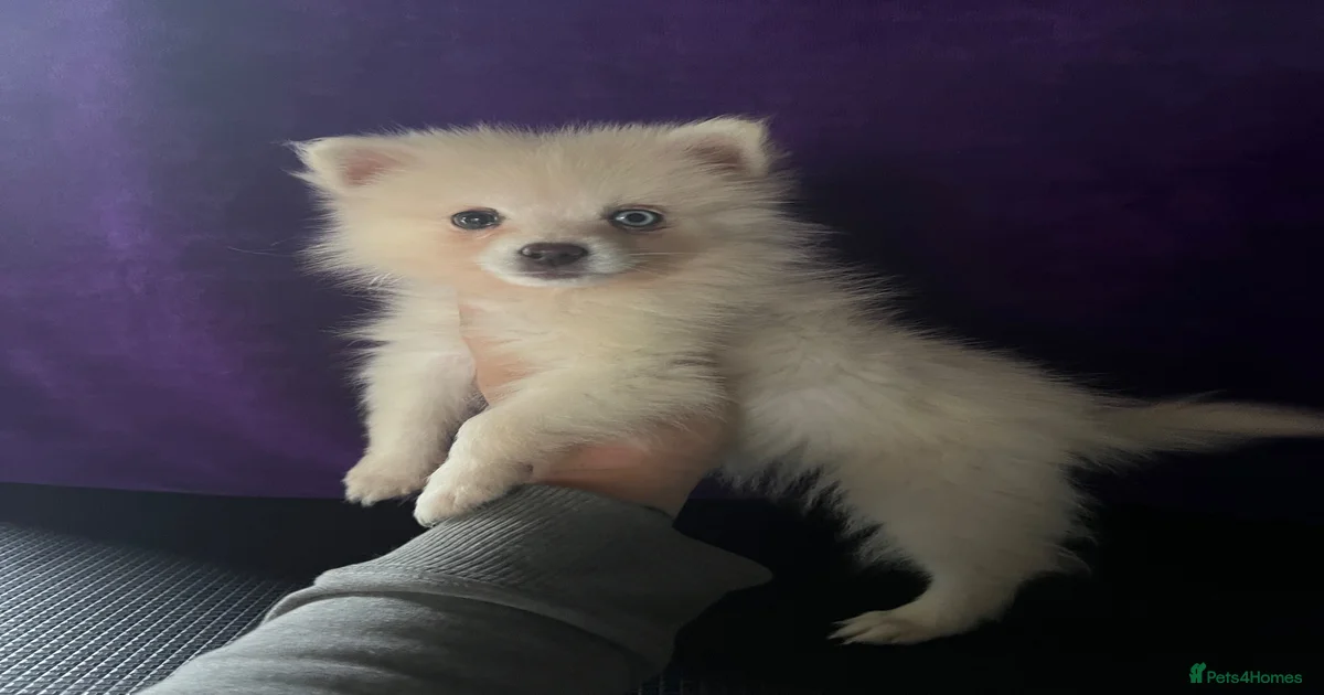 Brown puppy Pomsky Puppies for sale | Pets4Homes