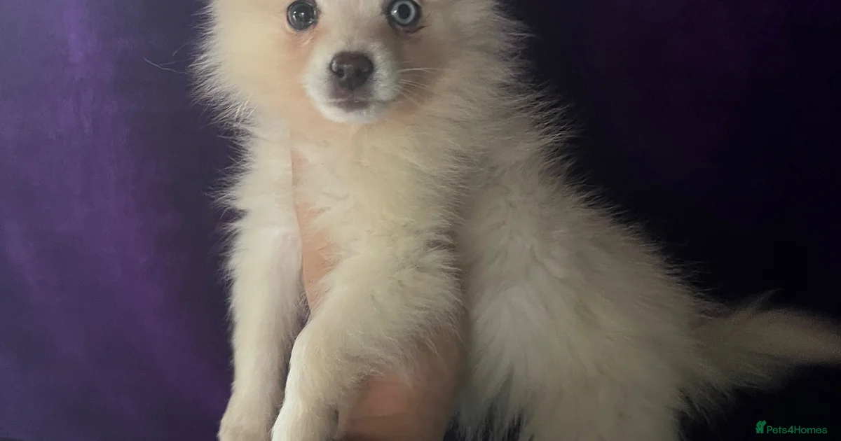 Backround Pomsky Brown puppy Pomsky Puppies for sale | Pets4Homes