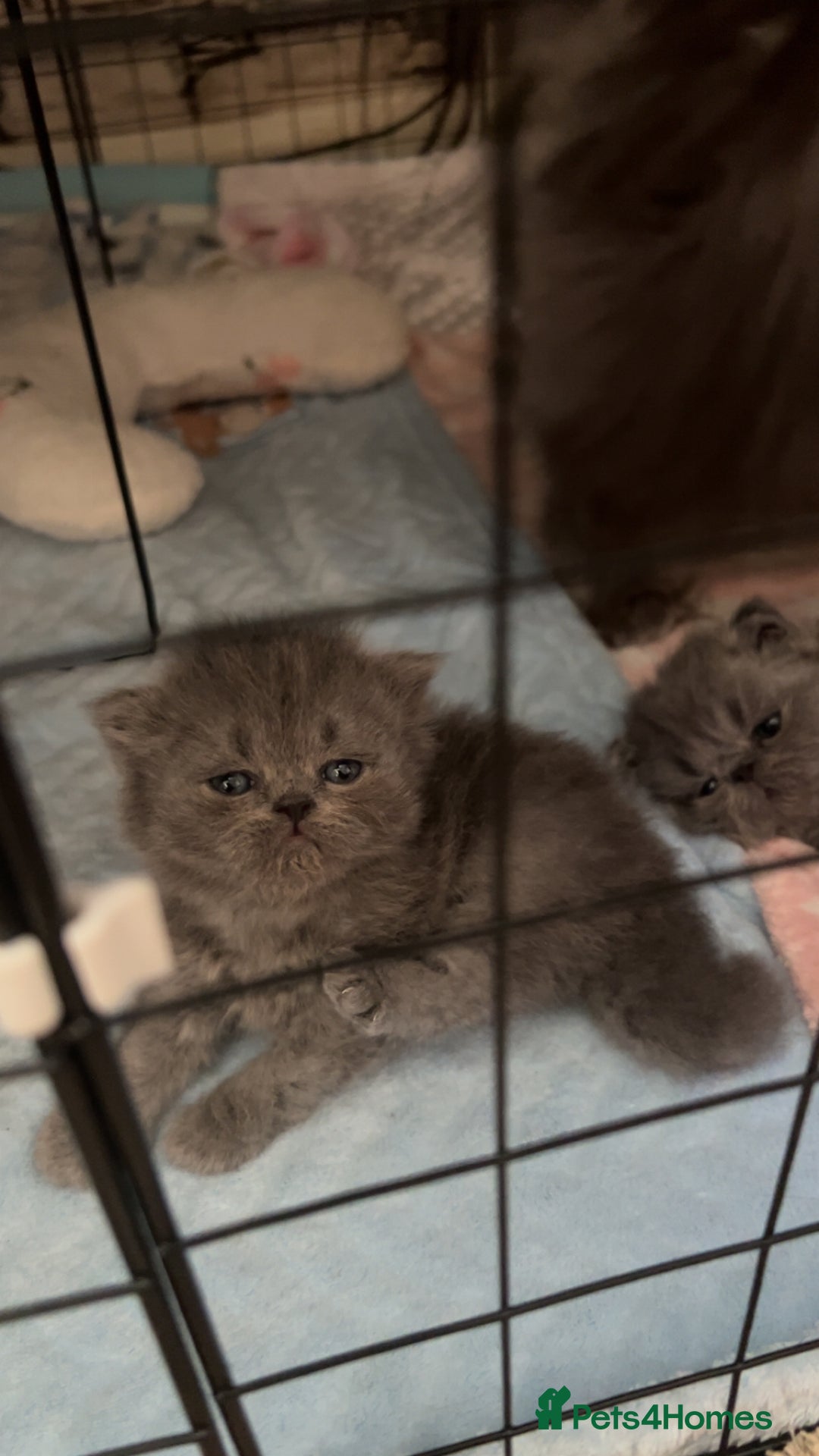 Persian cats for sale: Blue Persian  in Chesterfield - Image 6