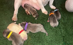 French Bulldog dogs for sale: French Bulldog Puppies – Ready 1st December! 💙 🐾 - Image 15