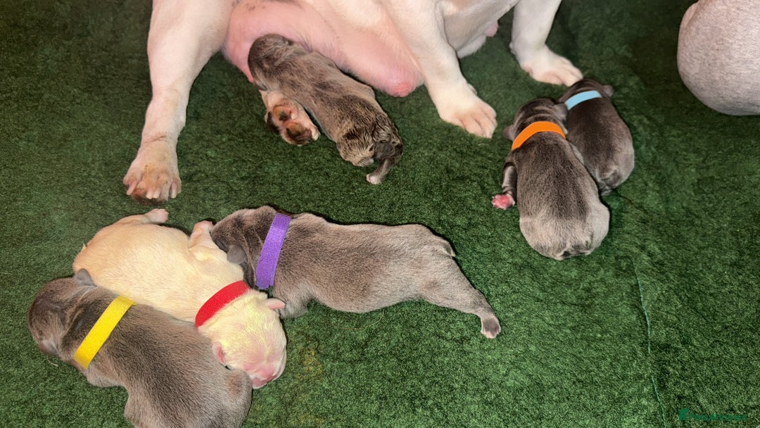 French Bulldog dogs for sale: French Bulldog Puppies – Ready 1st December! 💙 🐾 - Image 15