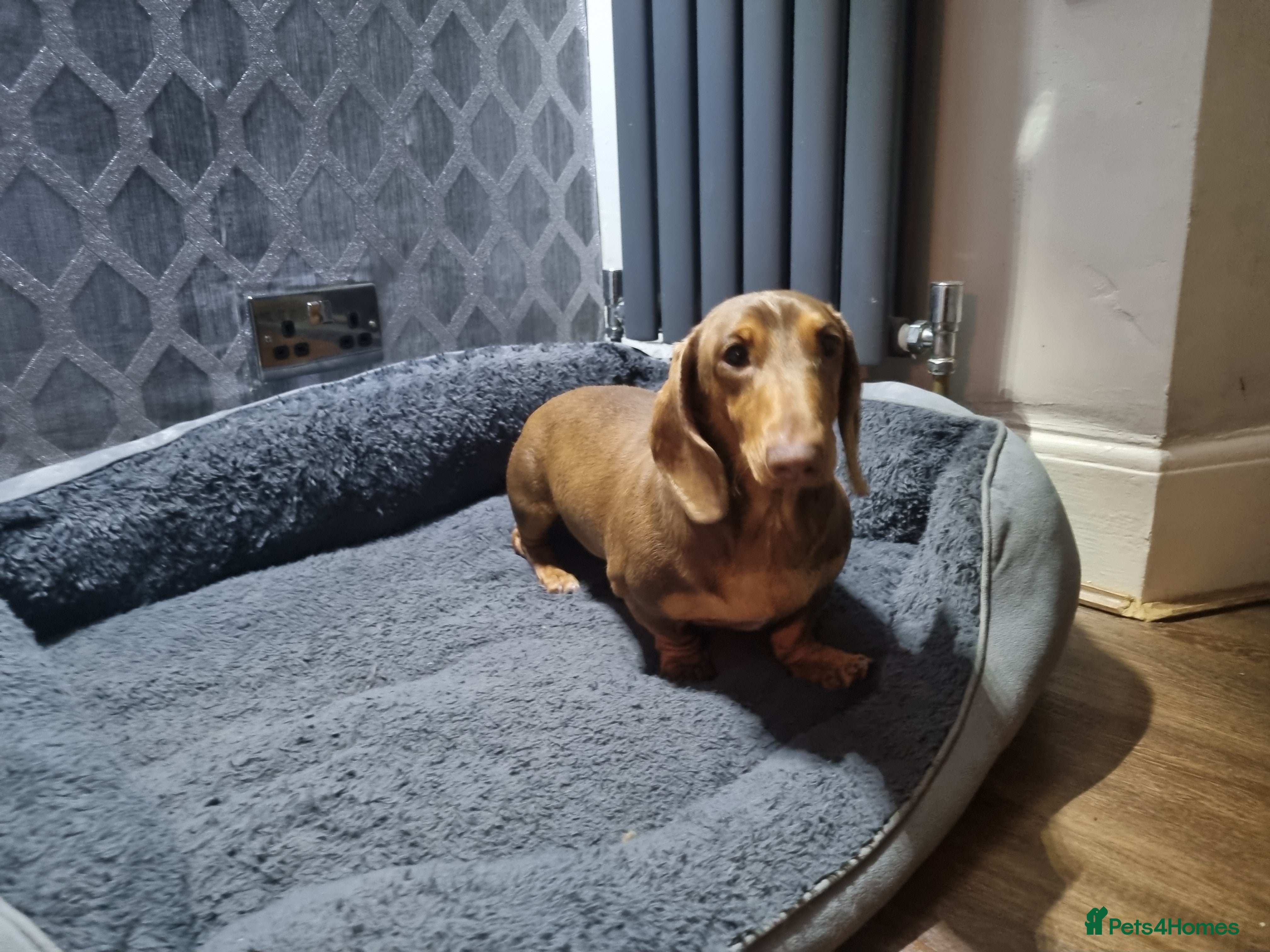 Miniature Dachshund dogs Chocolate  and tan mini dachshund  - Advert 1