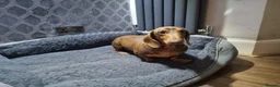 Miniature Dachshund dogs for sale: Chocolate  and tan mini dachshund  - Advert 1