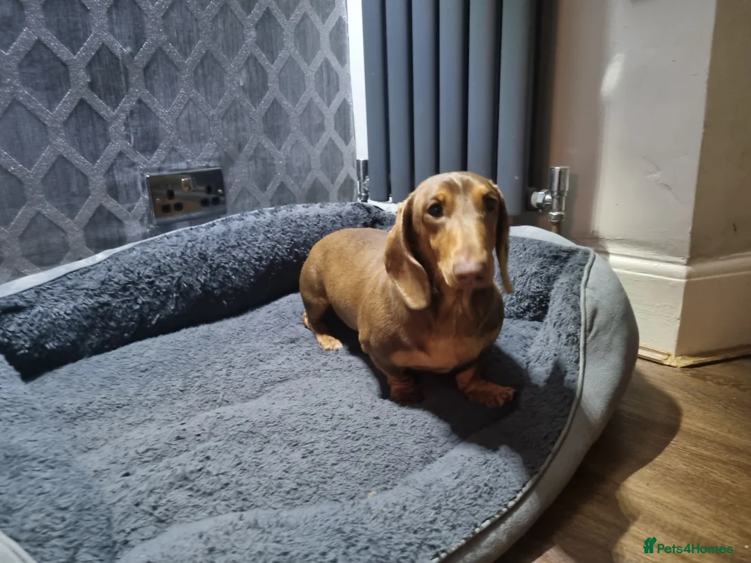 Miniature Dachshund dogs for sale: Chocolate  and tan mini dachshund  - Advert 1