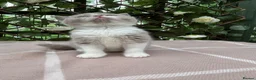 British Shorthair cats for sale: Lilac bi British shorthairs  - Advert 4