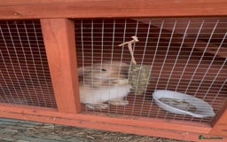 Mini Lop rabbits for sale: Mini lop male 10 weeks old  - Image 3