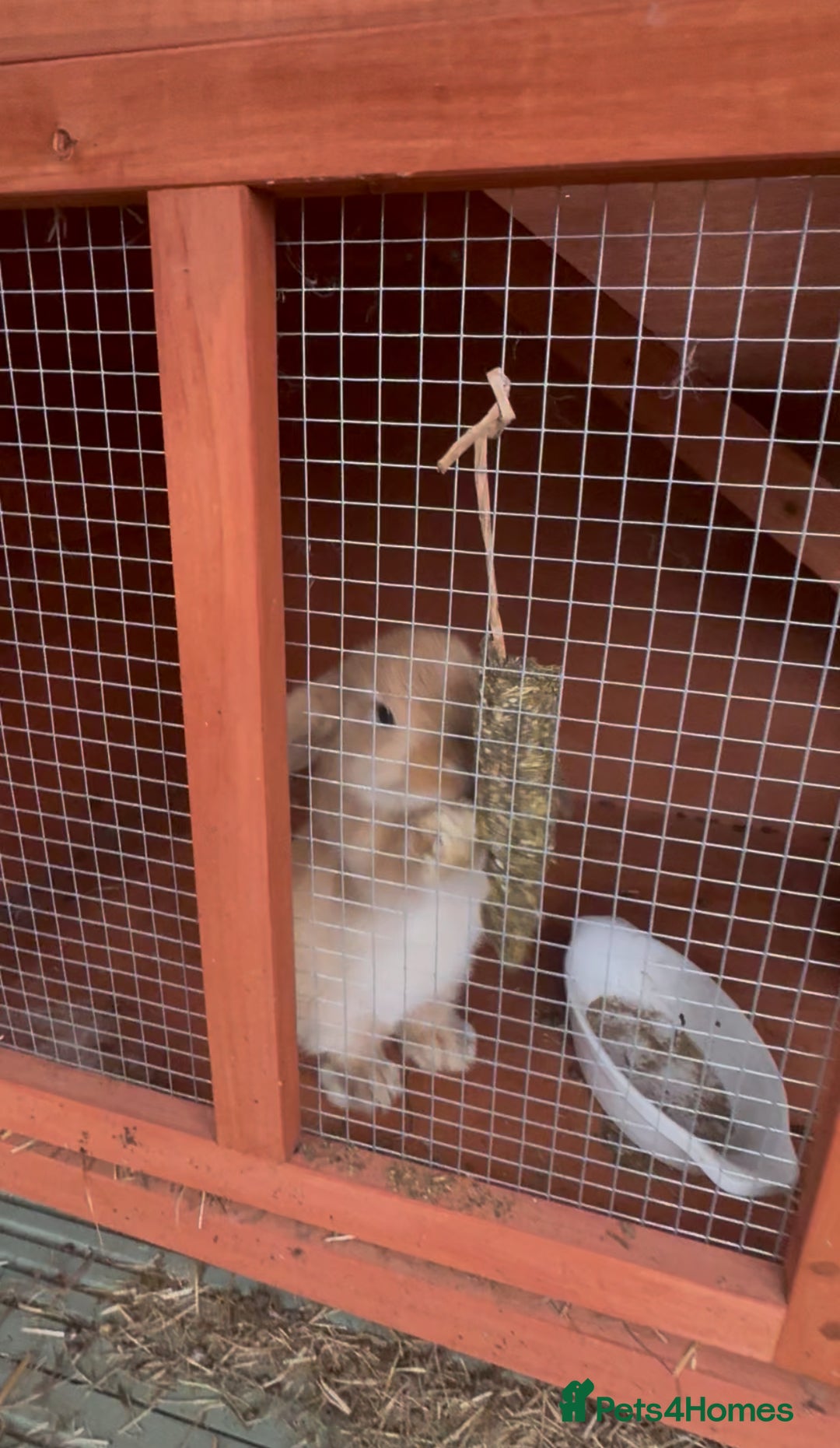 Mini Lop rabbits for sale: Mini lop male 10 weeks old  - Image 3