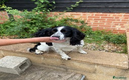 Mixed Breed dogs for sale: One girl puppy Cocker Spaniel cross Bassett hound - Image 4