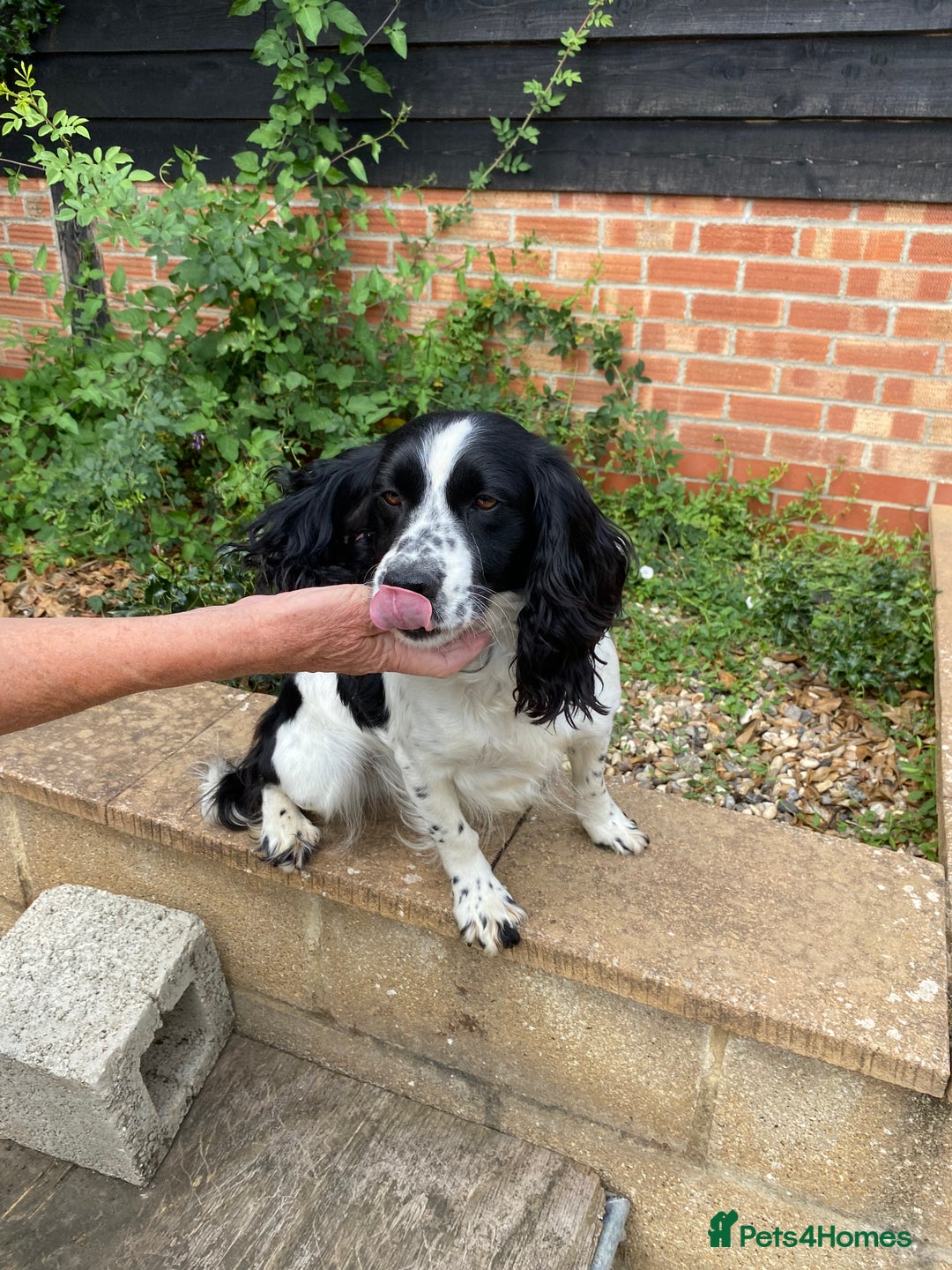 Mixed Breed dogs for sale: One girl puppy Cocker Spaniel cross Bassett hound - Image 4