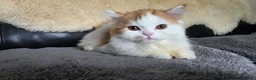 Scottish Fold cats for sale: Last two kittens ready to go immediately - Advert 8