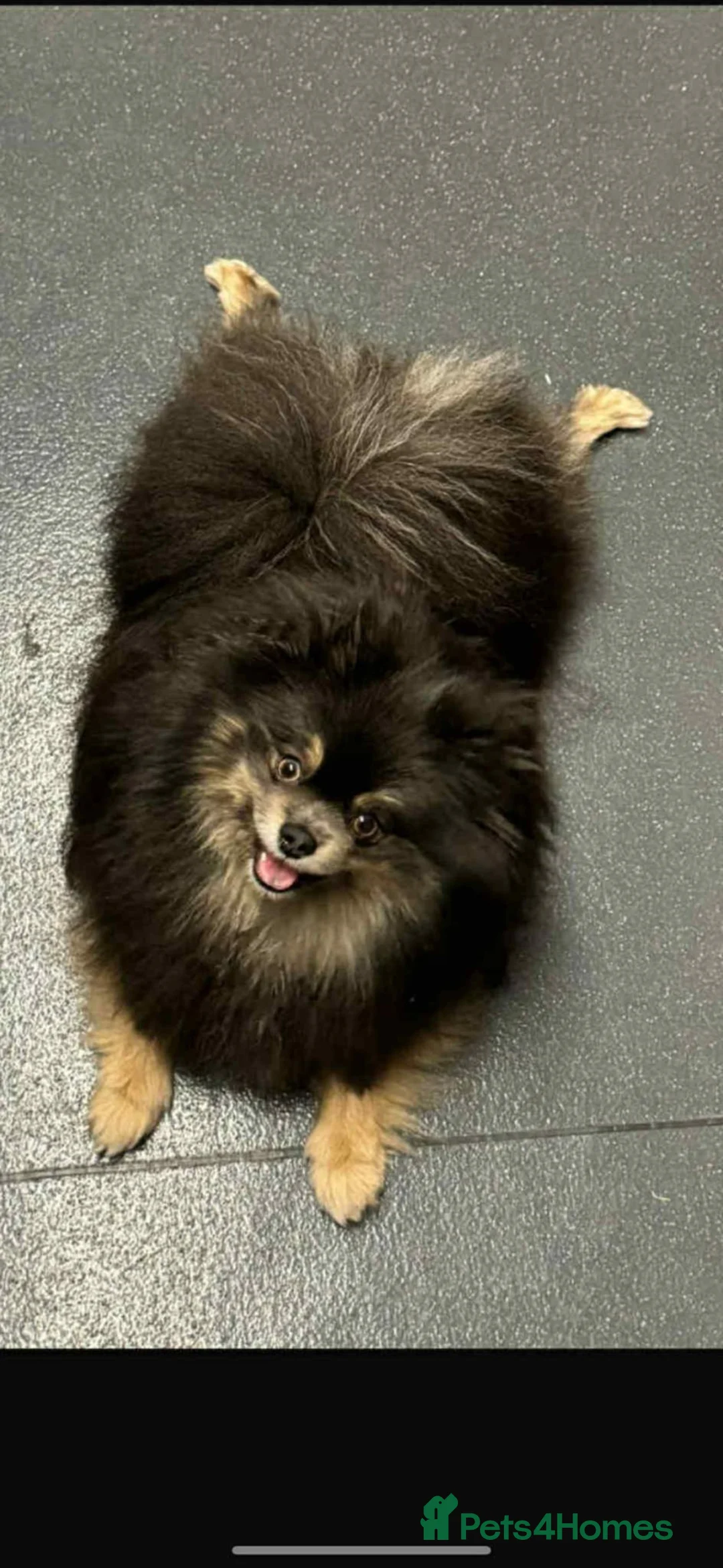 Pomeranian dogs for sale: Super Unique & Rare Pomeranian Girls 🩷🐾✨ - Advert 1