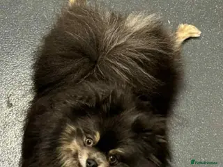 Pomeranian dogs Super Unique & Rare Pomeranian Girls 🩷🐾✨ - Advert 10