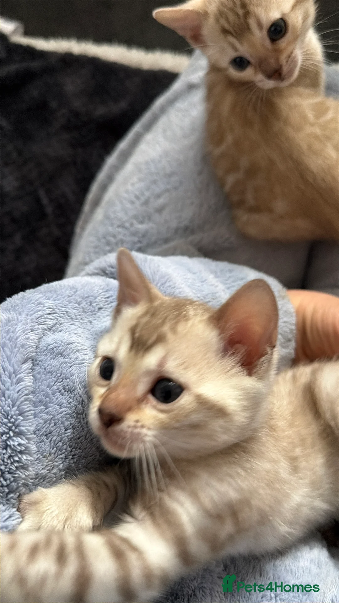 Bengal cats for sale: Pure Snow Bengal Kittens, Ready Today!  - Advert 5