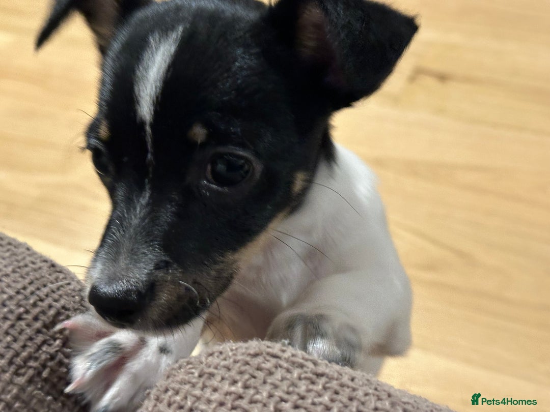 Mixed Breed dogs for sale: Chihuahua Terrier cross puppies. 1 Boy & 1 Girl - Advert 3