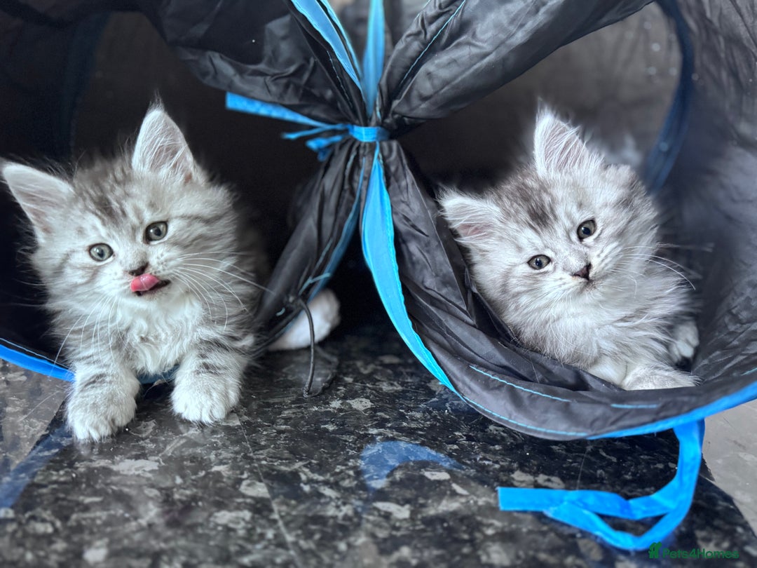 Maine Coon cats for sale: ✨🌟Beautiful The last little boy Maine Coon 😻🌟✨ - Image 19