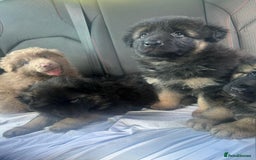 German Shepherd dogs for sale: KC REG GSD PUPPIES FULLY SCORED AND TESTED PARENTS - Image 24