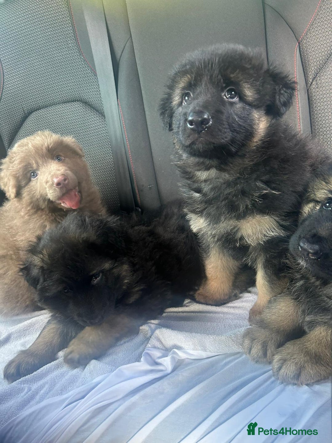 German Shepherd dogs for sale: KC REG GSD PUPPIES FULLY SCORED AND TESTED PARENTS - Image 24
