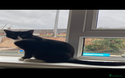 British Shorthair cats for sale: Male and female 2 year old adult cats - Image 3