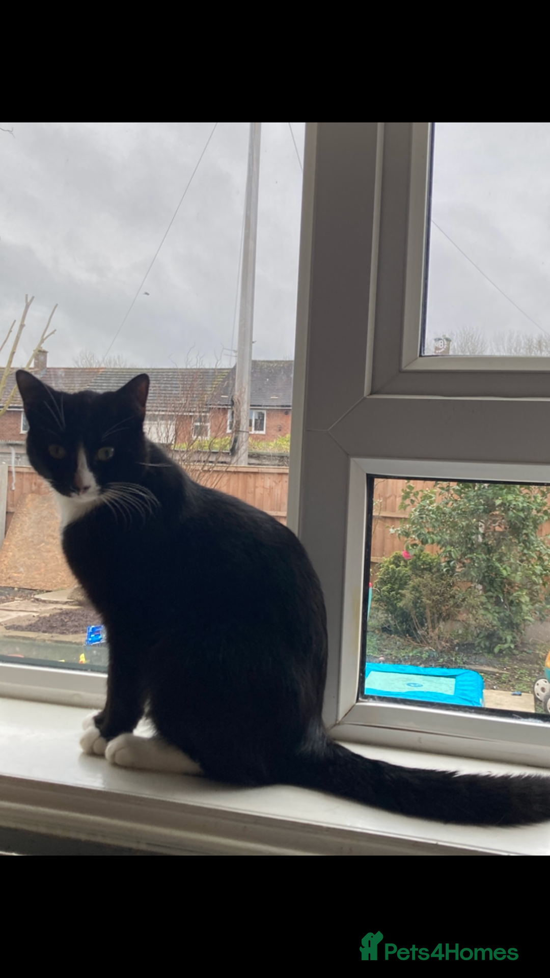 British Shorthair cats for sale: Male and female 2 year old adult cats - Image 3