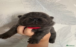 Chow Chow dogs for sale: Quality chow chow pups - Image 11