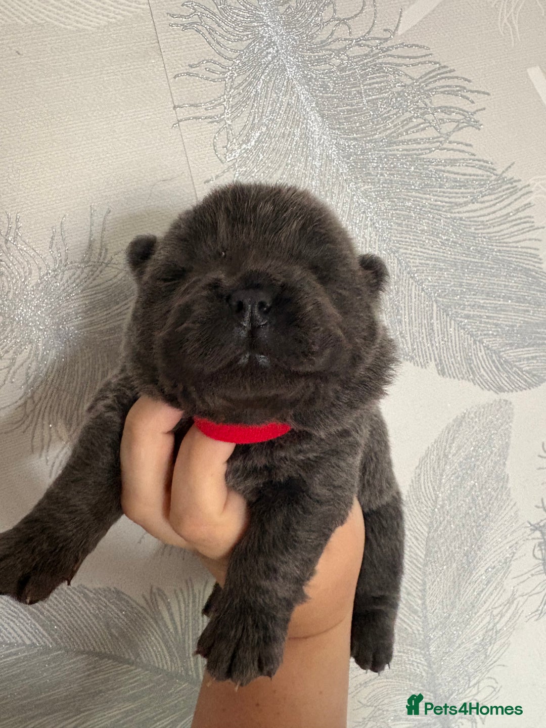 Chow Chow dogs for sale: Quality chow chow pups - Image 11
