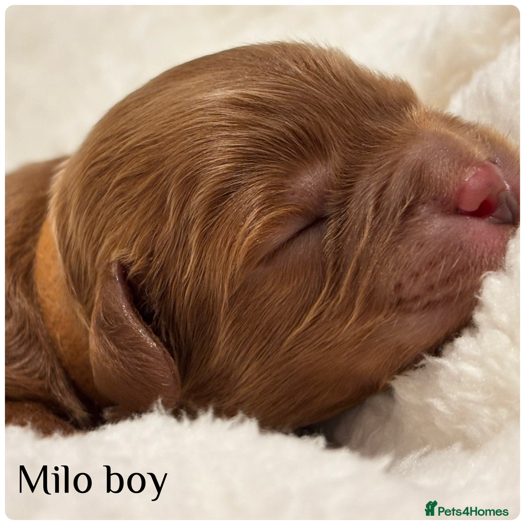 Cavapoo dogs for sale: Beautiful litter of F1 Cavapoo puppies  - Advert 12