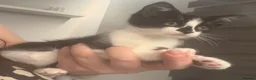 Mixed Breed cats for sale: Last kitten seeking their forever home  - Advert 4