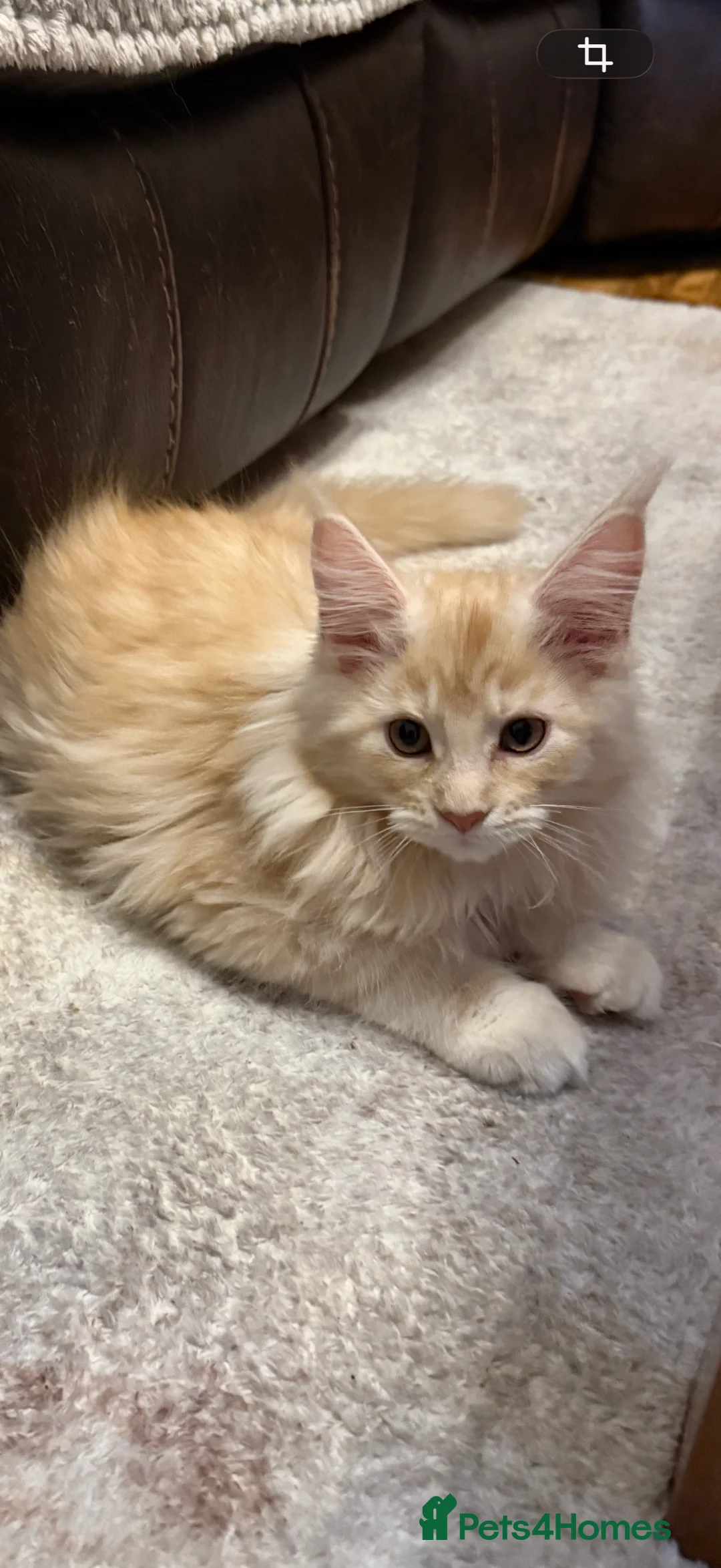 Maine Coon cats for sale: Beautiful Maine Coon Boys Aberdeen  - Advert 2