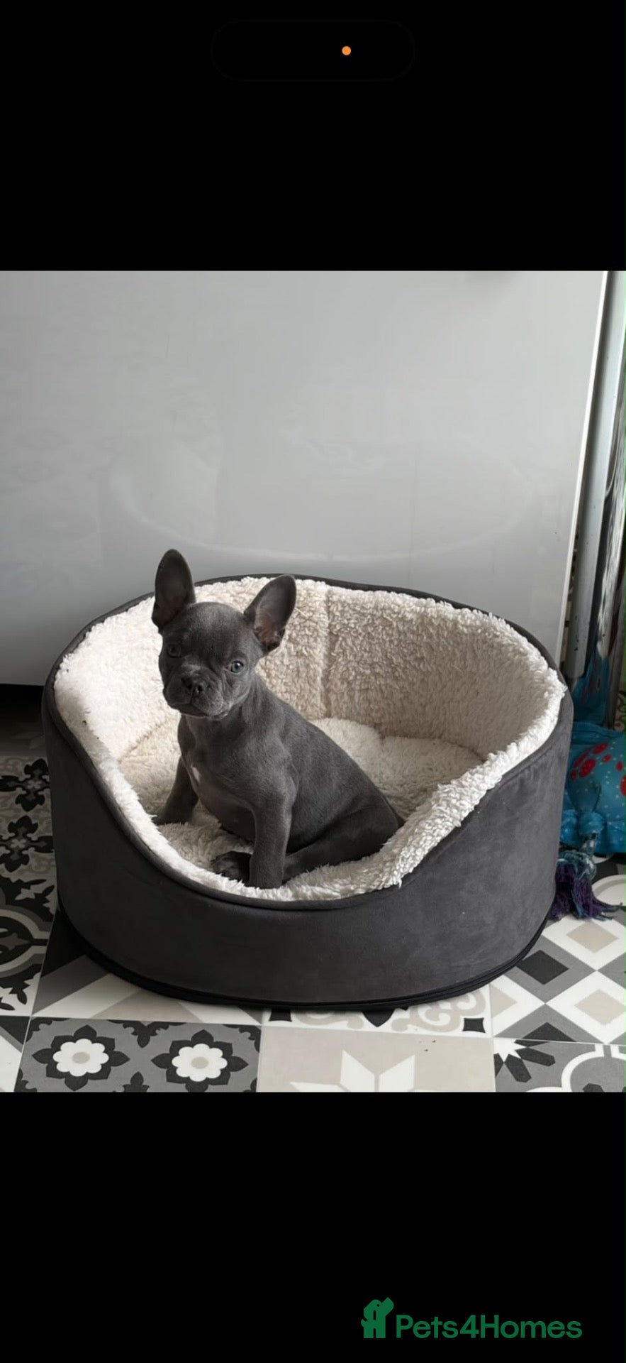 French Bulldog dogs French Bull Dog Puppy - Advert 5