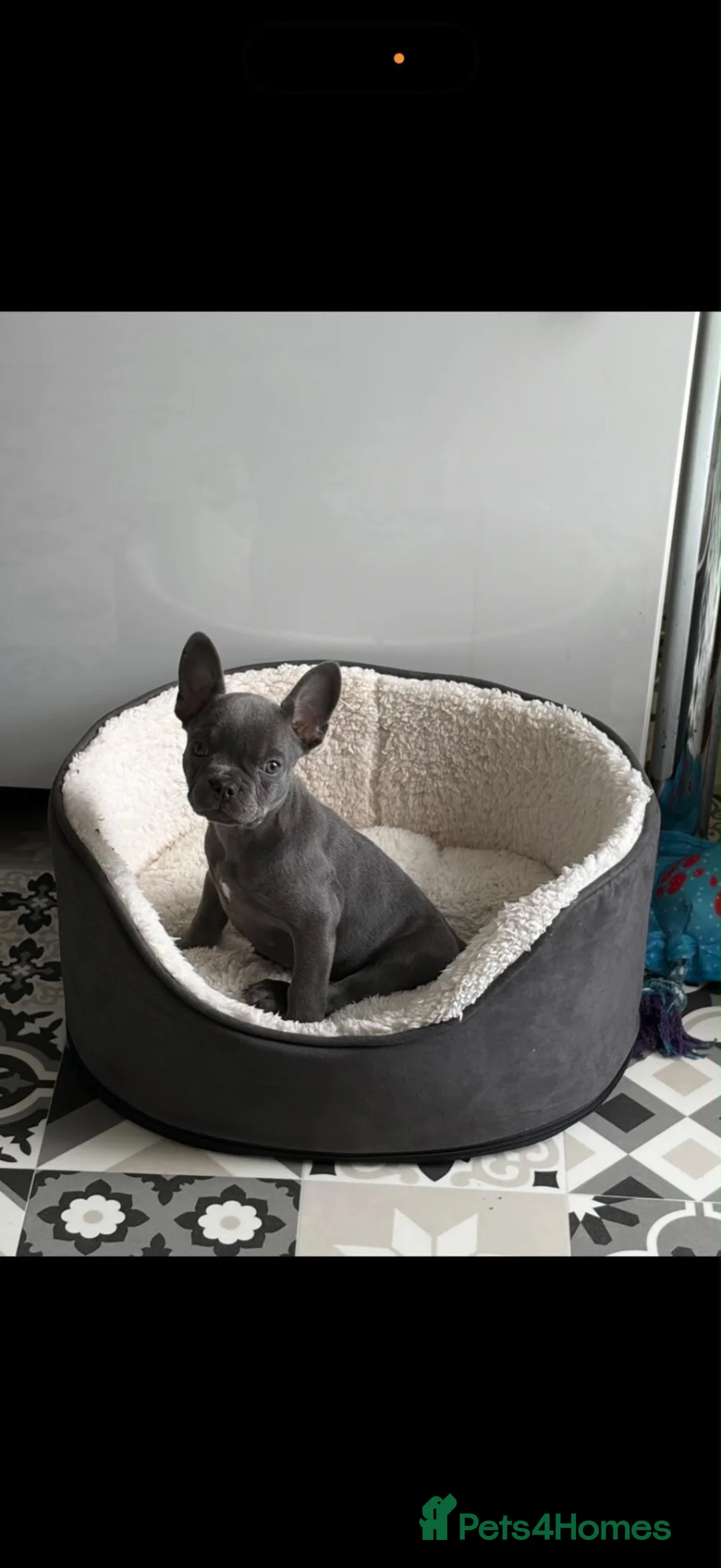 French Bulldog dogs for sale: French Bull Dog Puppy - Advert 1
