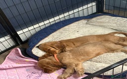 Cocker Spaniel dogs for sale: Beautiful cocker spaniel puppies - Image 23