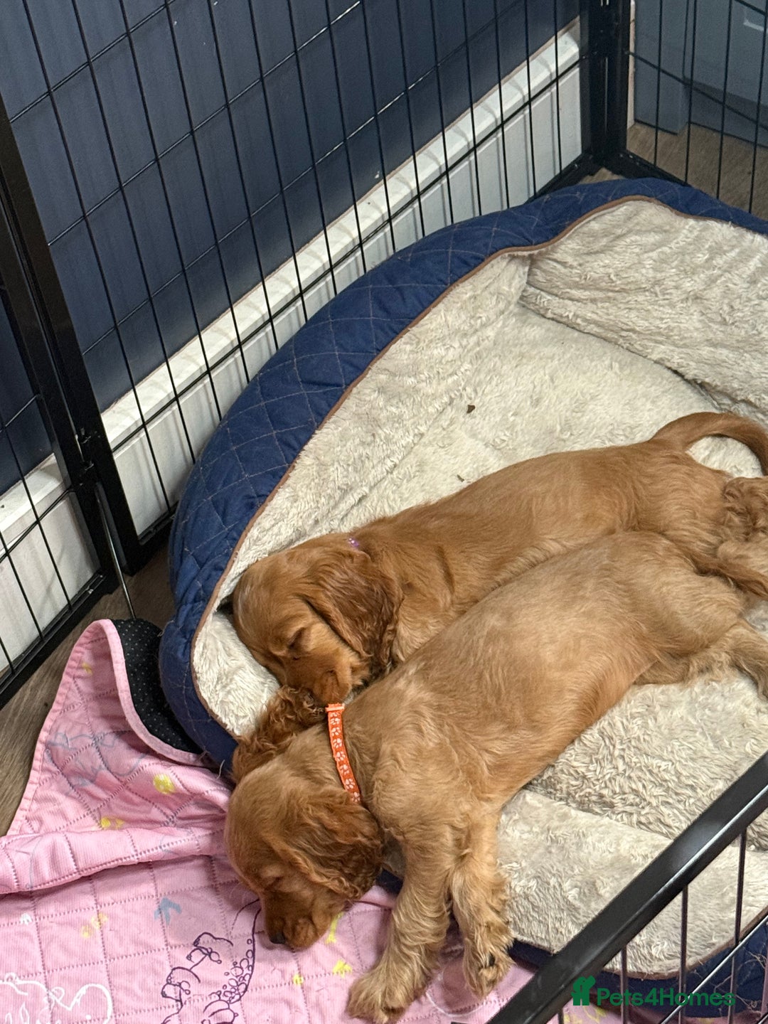 Cocker Spaniel dogs for sale: Beautiful cocker spaniel puppies - Image 23
