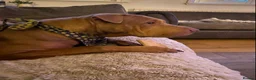 Mixed Breed dogs for sale: Ellie - Sharpei cross  - Advert 4
