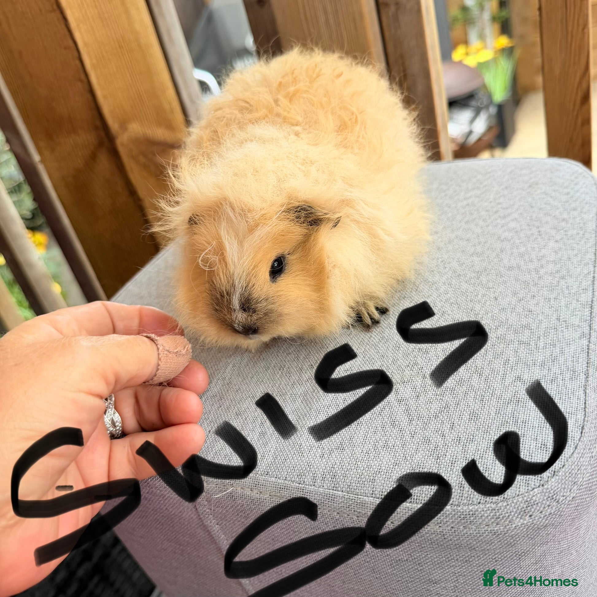 Guinea Pig rodents Swiss & Peruvians baby’s available  - Advert 1