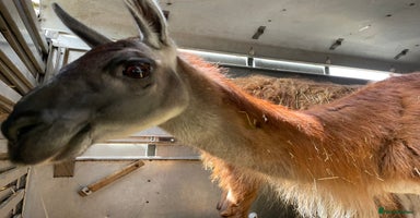 Llama livestock - Advert 4