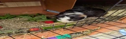 Guinea Pig rodents for sale: 2 male guinea pigs - free to a good home - Advert 4