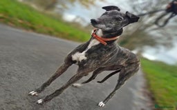 Greyhound dogs for adoption: 💕Meet gorgeous girl Cass - Advert 1