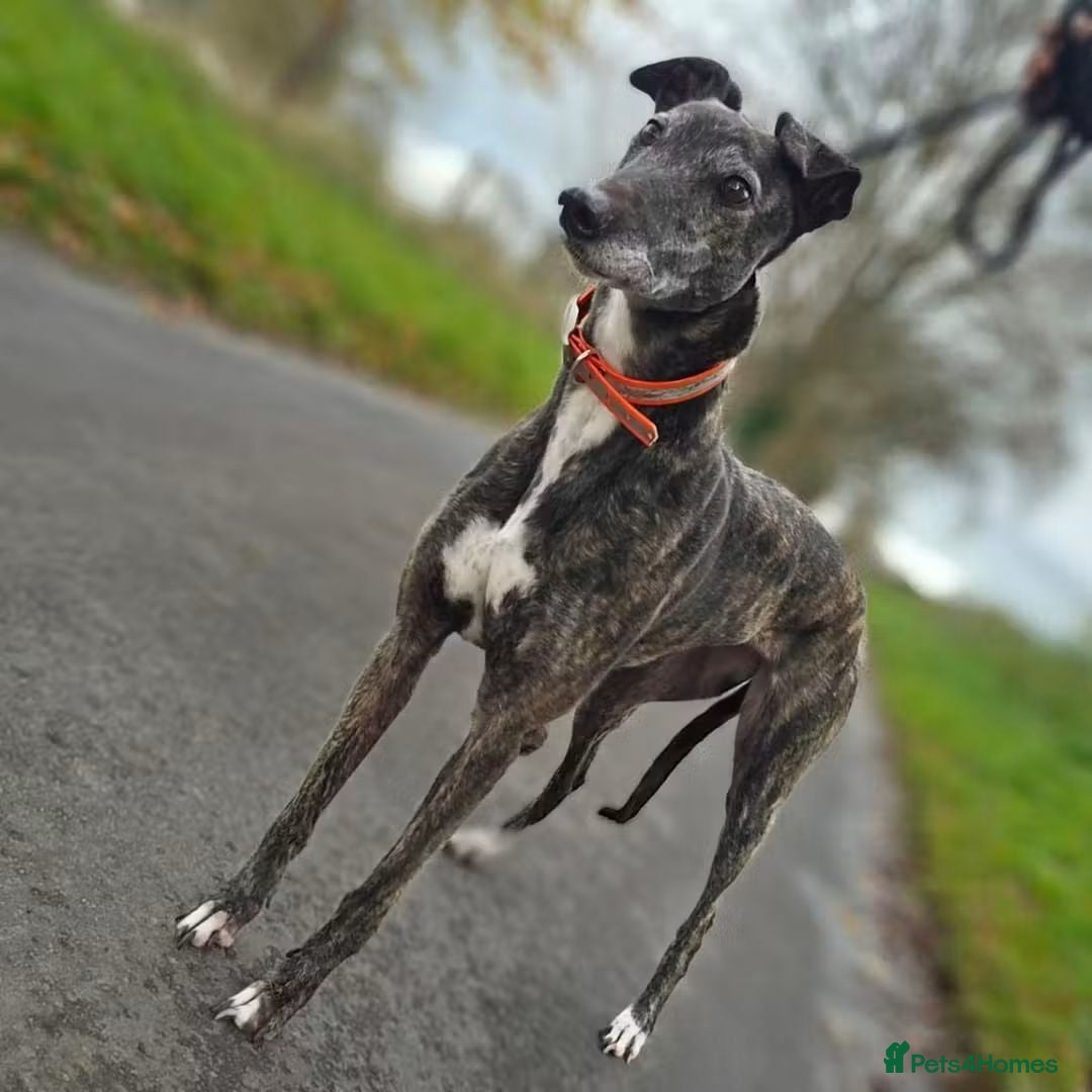 Greyhound dogs for adoption: 💕Meet gorgeous girl Cass - Advert 1