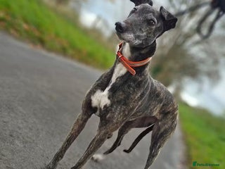 Greyhound dogs 💕Meet gorgeous girl Cass - Advert 1