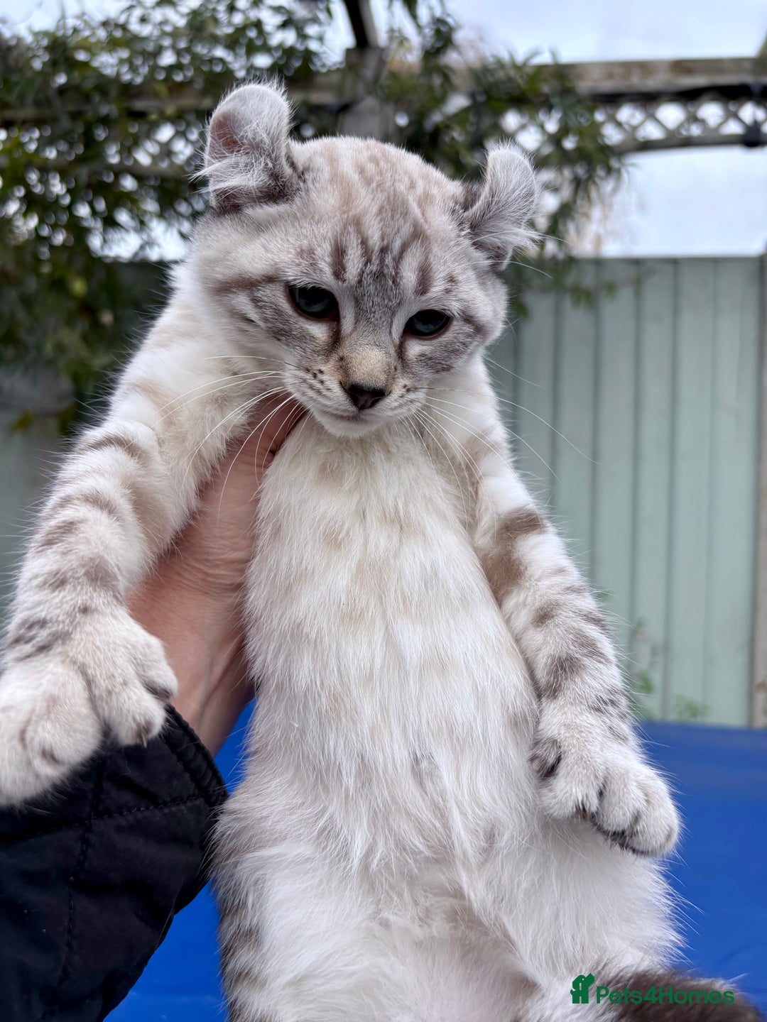 Savannah cats for sale: Breath taking wild looking girl  - Image 28