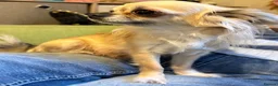 Chihuahua dogs for sale: Long coat chihuahuas  - Advert 5