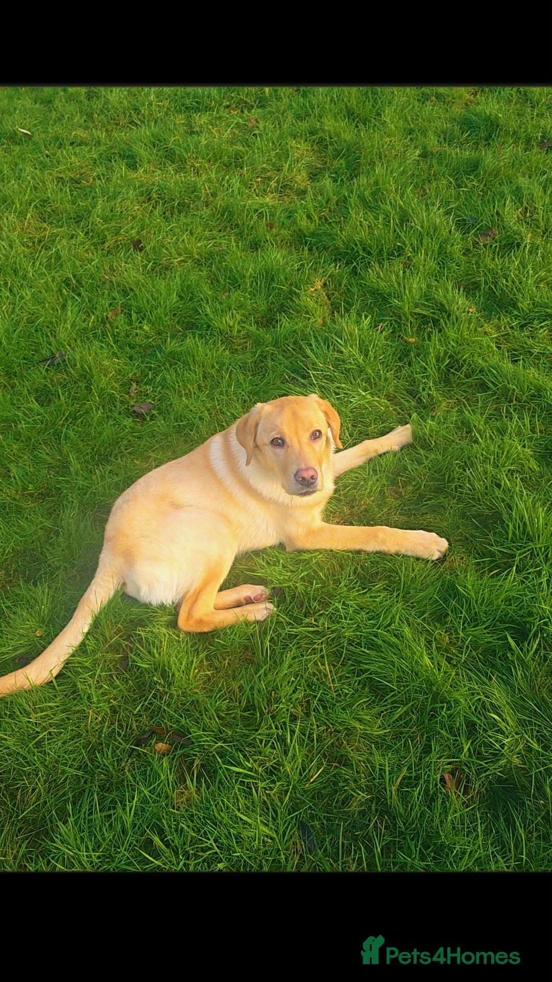 Labrador Retriever dogs for sale: 8 month old lab pup - Advert 3