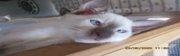 Siamese cats for sale: siamese kittens - Advert 9