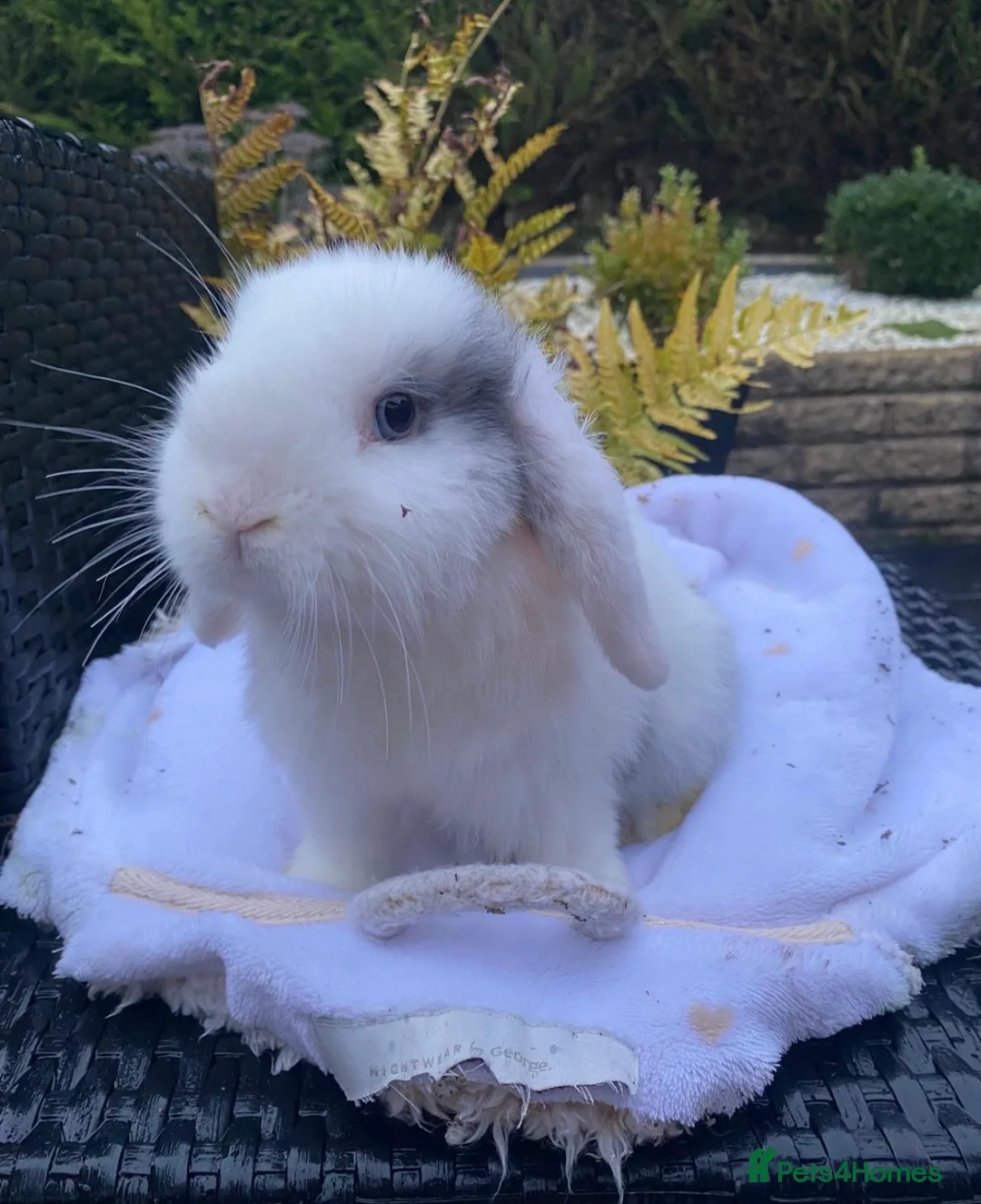 Mini Lop rabbits for sale: Gorgeous minilops for sale  - Advert 10