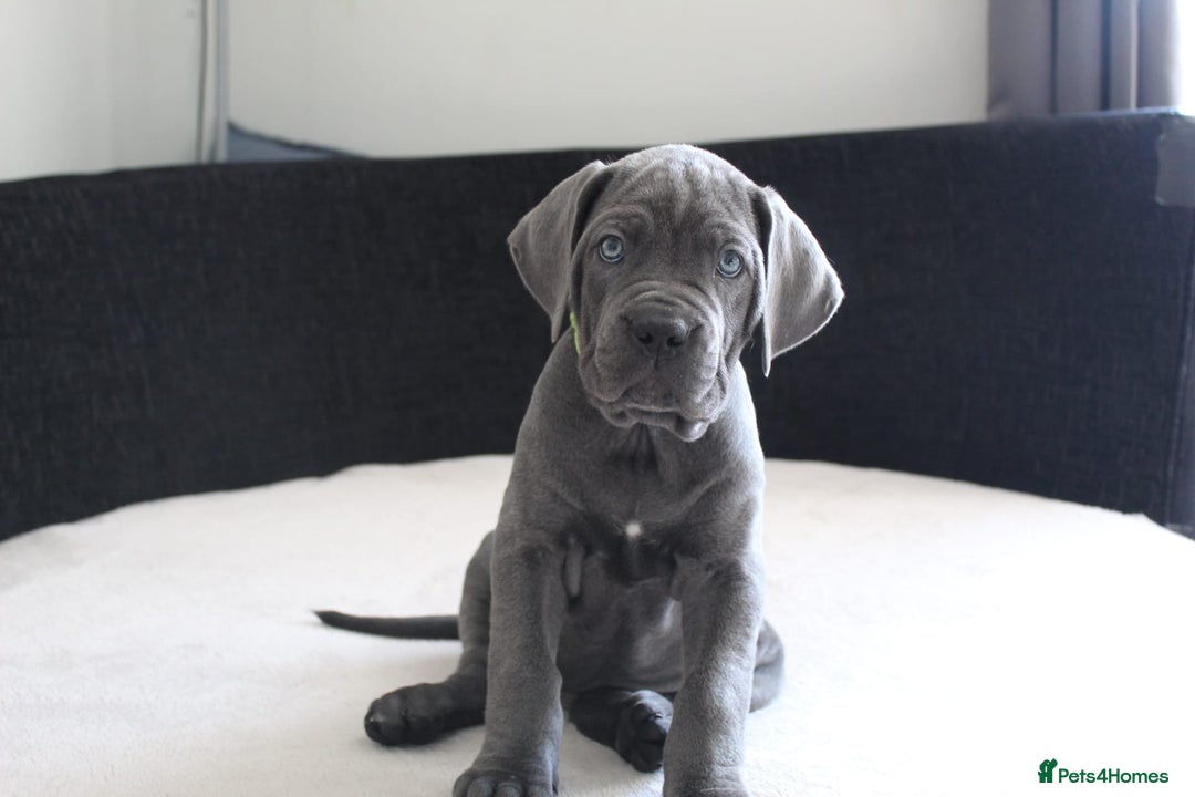 Cane Corso dogs for sale: Beautiful Blue Cane Corso Pup - Image 2