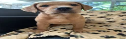 Labrador Retriever dogs for sale: Red fox Labrador pups  in Evesham - Advert 11
