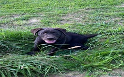 Labrador Retriever dogs for sale: KC registered Chocolate Labrador Female - Image 1