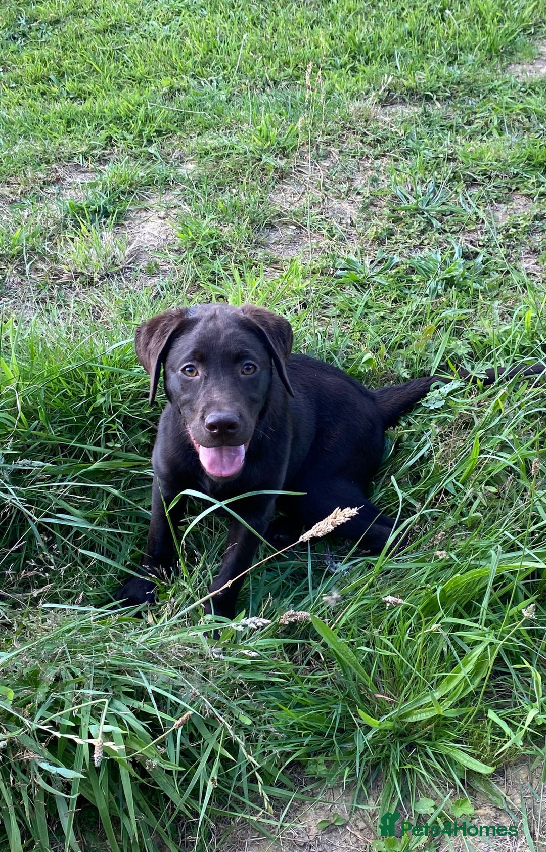 Labrador Retriever dogs for sale: KC registered Chocolate Labrador Female - Image 1